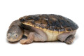 Chelodina rugosa juvenil